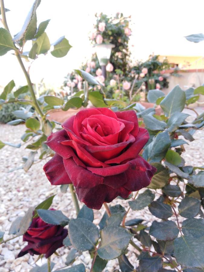 马达莱纳The Roses Garden住宿加早餐旅馆 外观 照片