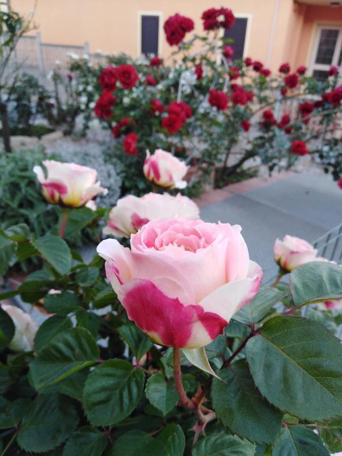 马达莱纳The Roses Garden住宿加早餐旅馆 外观 照片